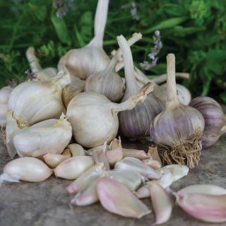 Spring Garlic Thumbnail